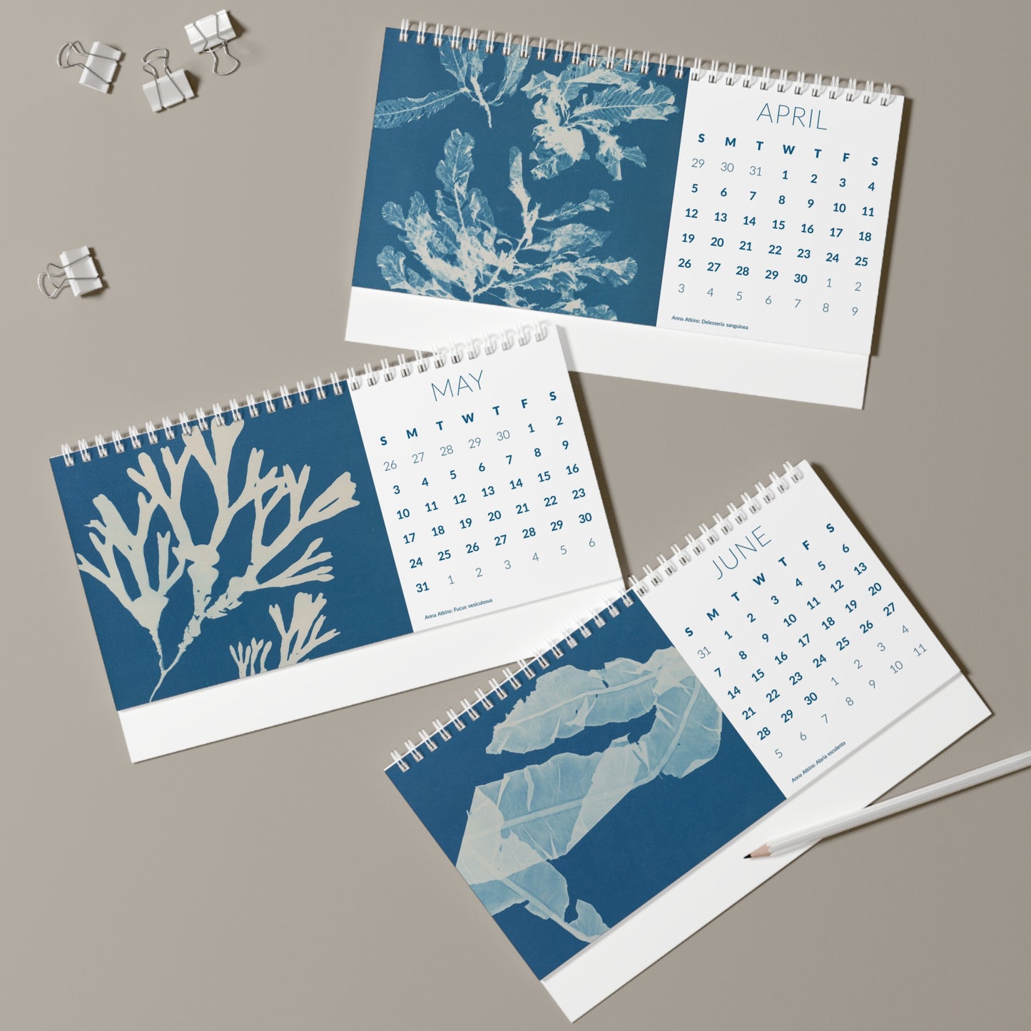 Cyanotype "Cy-Anna" Desk Calendar 2026